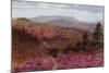 Blackdown from Hindhead-Alfred Robert Quinton-Mounted Giclee Print