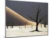 Blackened Camelthorn Trees in Dead Vlei, Near Sossusvlei, Namibia-Julian Love-Mounted Premium Photographic Print