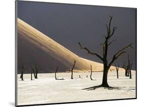 Blackened Camelthorn Trees in Dead Vlei, Near Sossusvlei, Namibia-Julian Love-Mounted Photographic Print