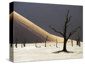 Blackened Camelthorn Trees in Dead Vlei, Near Sossusvlei, Namibia-Julian Love-Stretched Canvas