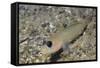 Blackeye Goby-Hal Beral-Framed Stretched Canvas