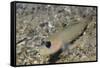 Blackeye Goby-Hal Beral-Framed Stretched Canvas