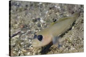 Blackeye Goby-Hal Beral-Stretched Canvas