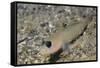 Blackeye Goby-Hal Beral-Framed Stretched Canvas