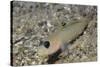 Blackeye Goby-Hal Beral-Stretched Canvas