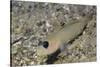 Blackeye Goby-Hal Beral-Stretched Canvas