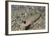 Blackeye Goby-Hal Beral-Framed Photographic Print