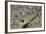 Blackeye Goby-Hal Beral-Framed Photographic Print