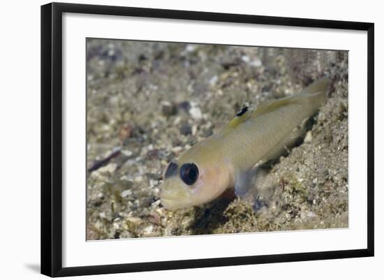 Blackeye Goby-Hal Beral-Framed Photographic Print