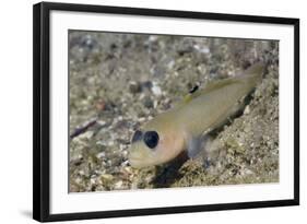 Blackeye Goby-Hal Beral-Framed Photographic Print