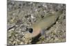 Blackeye Goby-Hal Beral-Mounted Photographic Print