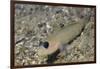 Blackeye Goby-Hal Beral-Framed Photographic Print