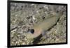 Blackeye Goby-Hal Beral-Framed Photographic Print