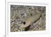 Blackeye Goby-Hal Beral-Framed Photographic Print