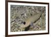 Blackeye Goby-Hal Beral-Framed Photographic Print