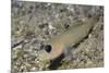 Blackeye Goby-Hal Beral-Mounted Photographic Print