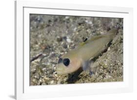 Blackeye Goby-Hal Beral-Framed Photographic Print