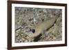 Blackeye Goby-Hal Beral-Framed Photographic Print