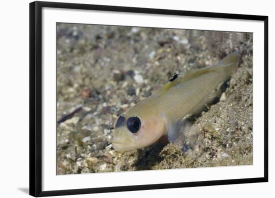 Blackeye Goby-Hal Beral-Framed Photographic Print