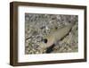 Blackeye Goby-Hal Beral-Framed Photographic Print