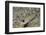 Blackeye Goby-Hal Beral-Framed Photographic Print