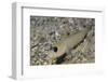 Blackeye Goby-Hal Beral-Framed Photographic Print