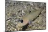 Blackeye Goby-Hal Beral-Mounted Photographic Print