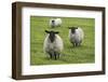 Blackface ewe, Northumberland, England, UK-Keren Su-Framed Photographic Print