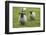 Blackface ewe, Northumberland, England, UK-Keren Su-Framed Photographic Print