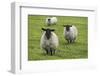 Blackface ewe, Northumberland, England, UK-Keren Su-Framed Photographic Print