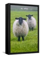 Blackface ewe, Northumberland, England, UK-Keren Su-Framed Stretched Canvas