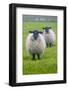 Blackface ewe, Northumberland, England, UK-Keren Su-Framed Photographic Print