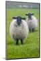 Blackface ewe, Northumberland, England, UK-Keren Su-Mounted Photographic Print