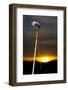 Blackfeet Talking Stick with Painted Designs, Aka Speakers Staff (PR)-Angel Wynn-Framed Photographic Print