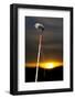 Blackfeet Talking Stick with Painted Designs, Aka Speakers Staff (PR)-Angel Wynn-Framed Photographic Print