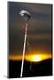 Blackfeet Talking Stick with Painted Designs, Aka Speakers Staff (PR)-Angel Wynn-Mounted Photographic Print