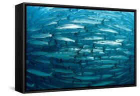Blackfin Barracuda (Sphyraena Qenie) Pacific Ocean-Reinhard Dirscherl-Framed Stretched Canvas