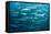 Blackfin Barracuda (Sphyraena Qenie) Pacific Ocean-Reinhard Dirscherl-Framed Stretched Canvas