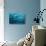 Blackfin Barracuda (Sphyraena Qenie) Pacific Ocean-Reinhard Dirscherl-Stretched Canvas displayed on a wall