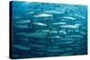 Blackfin Barracuda (Sphyraena Qenie) Pacific Ocean-Reinhard Dirscherl-Stretched Canvas