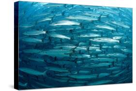 Blackfin Barracuda (Sphyraena Qenie) Pacific Ocean-Reinhard Dirscherl-Stretched Canvas