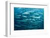 Blackfin Barracuda (Sphyraena Qenie) Pacific Ocean-Reinhard Dirscherl-Framed Photographic Print