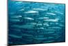 Blackfin Barracuda (Sphyraena Qenie) Pacific Ocean-Reinhard Dirscherl-Mounted Photographic Print