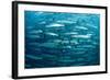 Blackfin Barracuda (Sphyraena Qenie) Pacific Ocean-Reinhard Dirscherl-Framed Photographic Print
