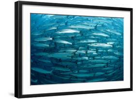 Blackfin Barracuda (Sphyraena Qenie) Pacific Ocean-Reinhard Dirscherl-Framed Photographic Print