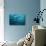 Blackfin Barracuda (Sphyraena Qenie) Pacific Ocean-Reinhard Dirscherl-Mounted Photographic Print displayed on a wall