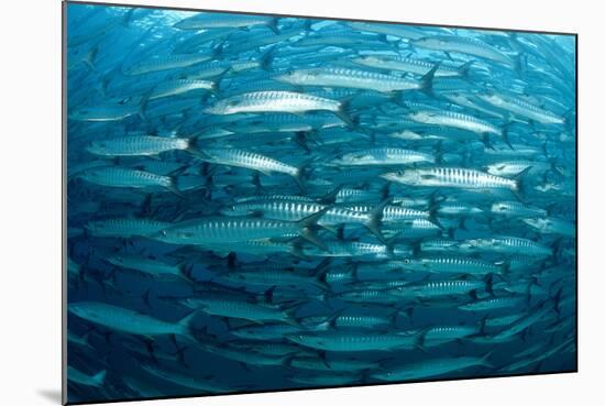 Blackfin Barracuda (Sphyraena Qenie) Pacific Ocean-Reinhard Dirscherl-Mounted Photographic Print