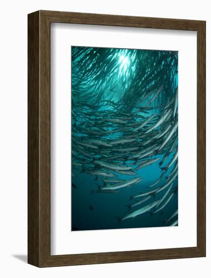 Blackfin Barracuda (Sphyraena qenie) shoal, forming 'tornado', Barracuda Point, Sipadan Island-Colin Marshall-Framed Photographic Print