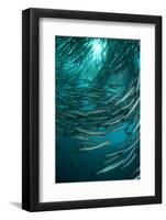 Blackfin Barracuda (Sphyraena qenie) shoal, forming 'tornado', Barracuda Point, Sipadan Island-Colin Marshall-Framed Photographic Print