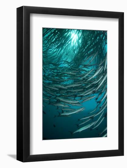 Blackfin Barracuda (Sphyraena qenie) shoal, forming 'tornado', Barracuda Point, Sipadan Island-Colin Marshall-Framed Photographic Print